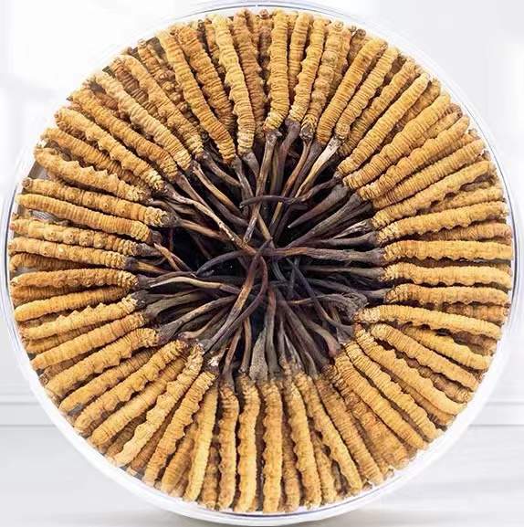 和硕冬虫夏草回收